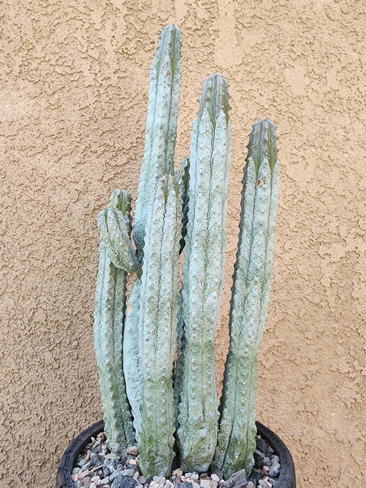 Euphorbia abdelkuri - 10 Arms!