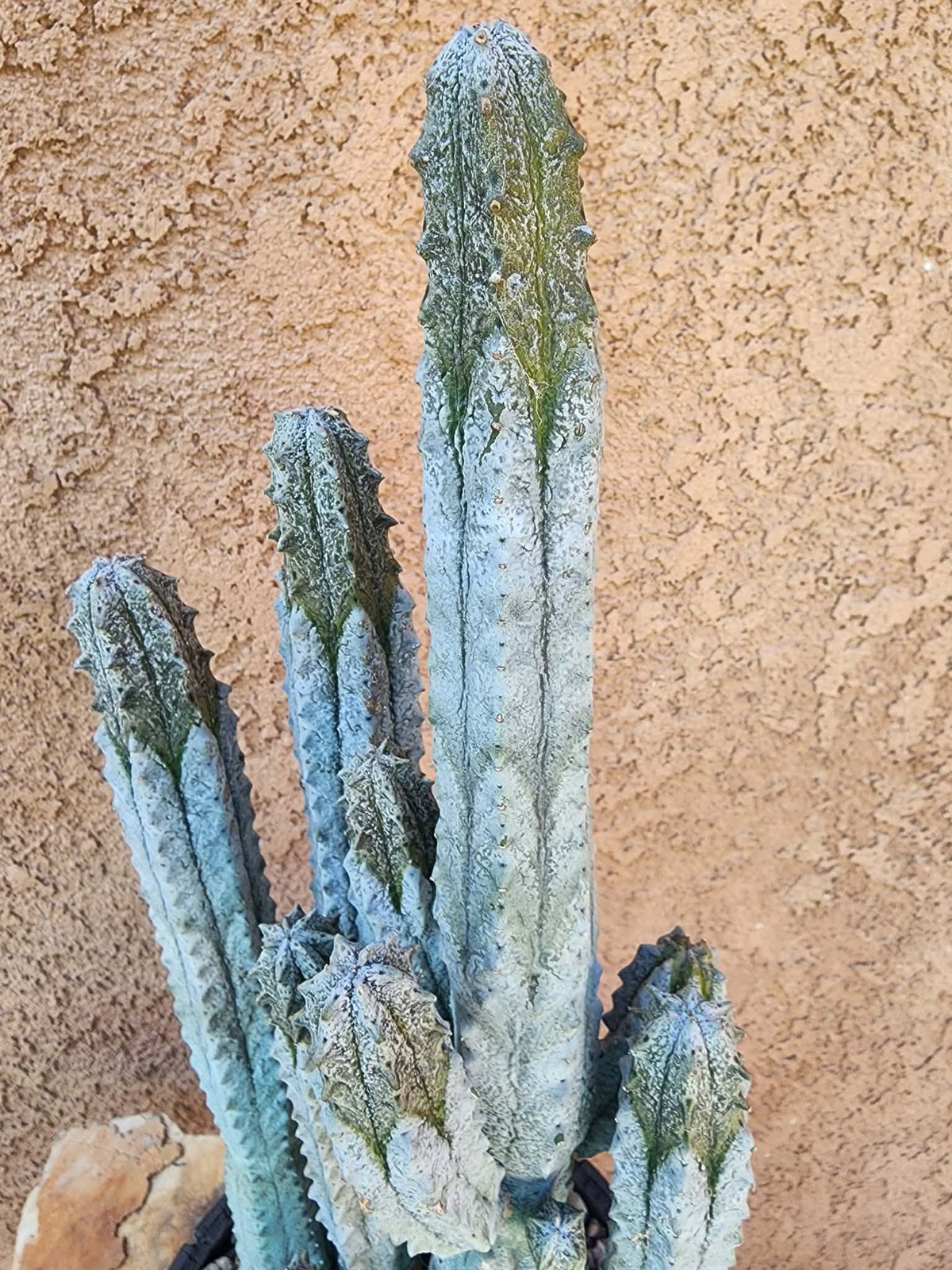 Euphorbia abdelkuri - 10 Arms!