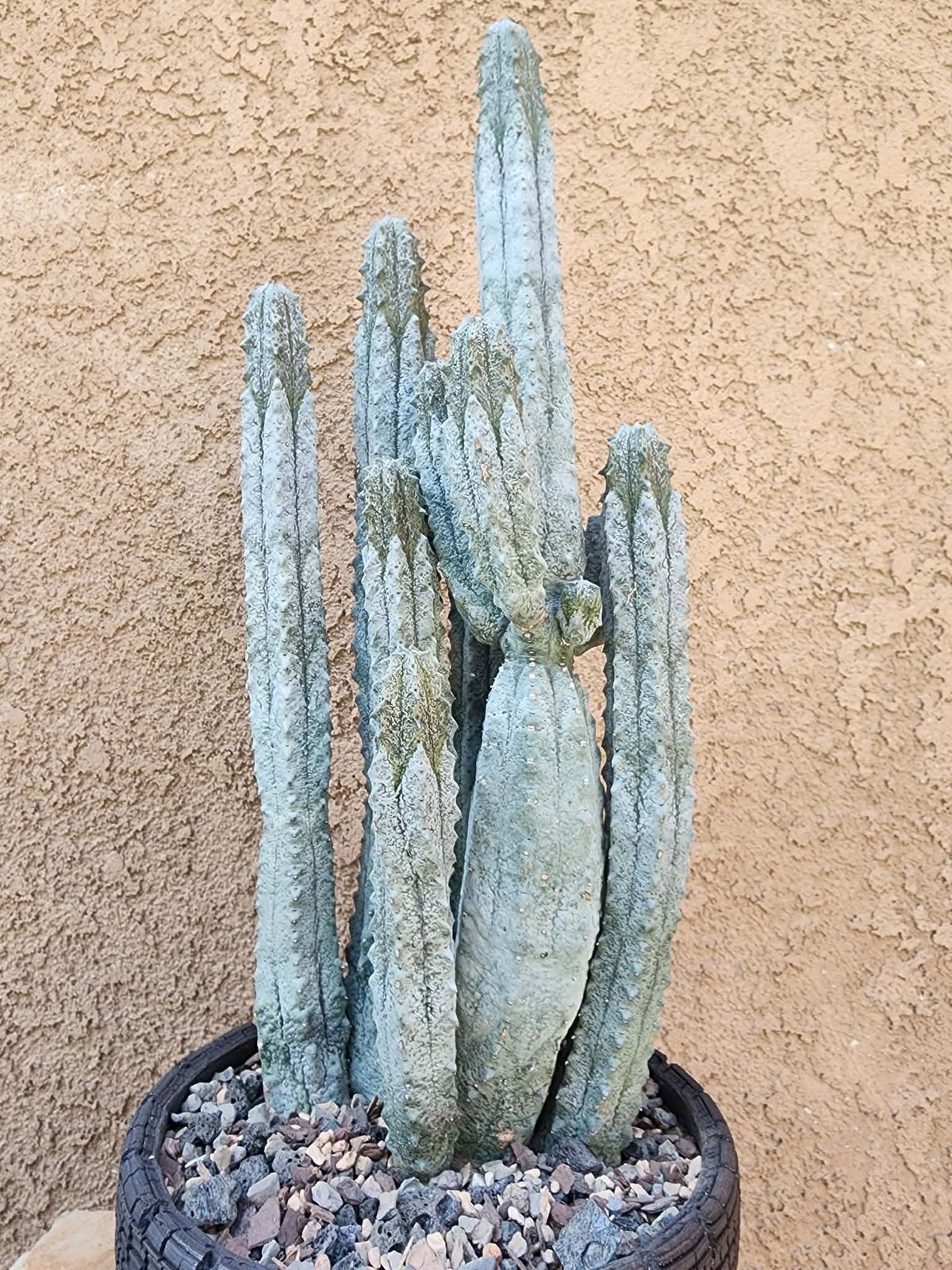 Euphorbia abdelkuri - 10 Arms!