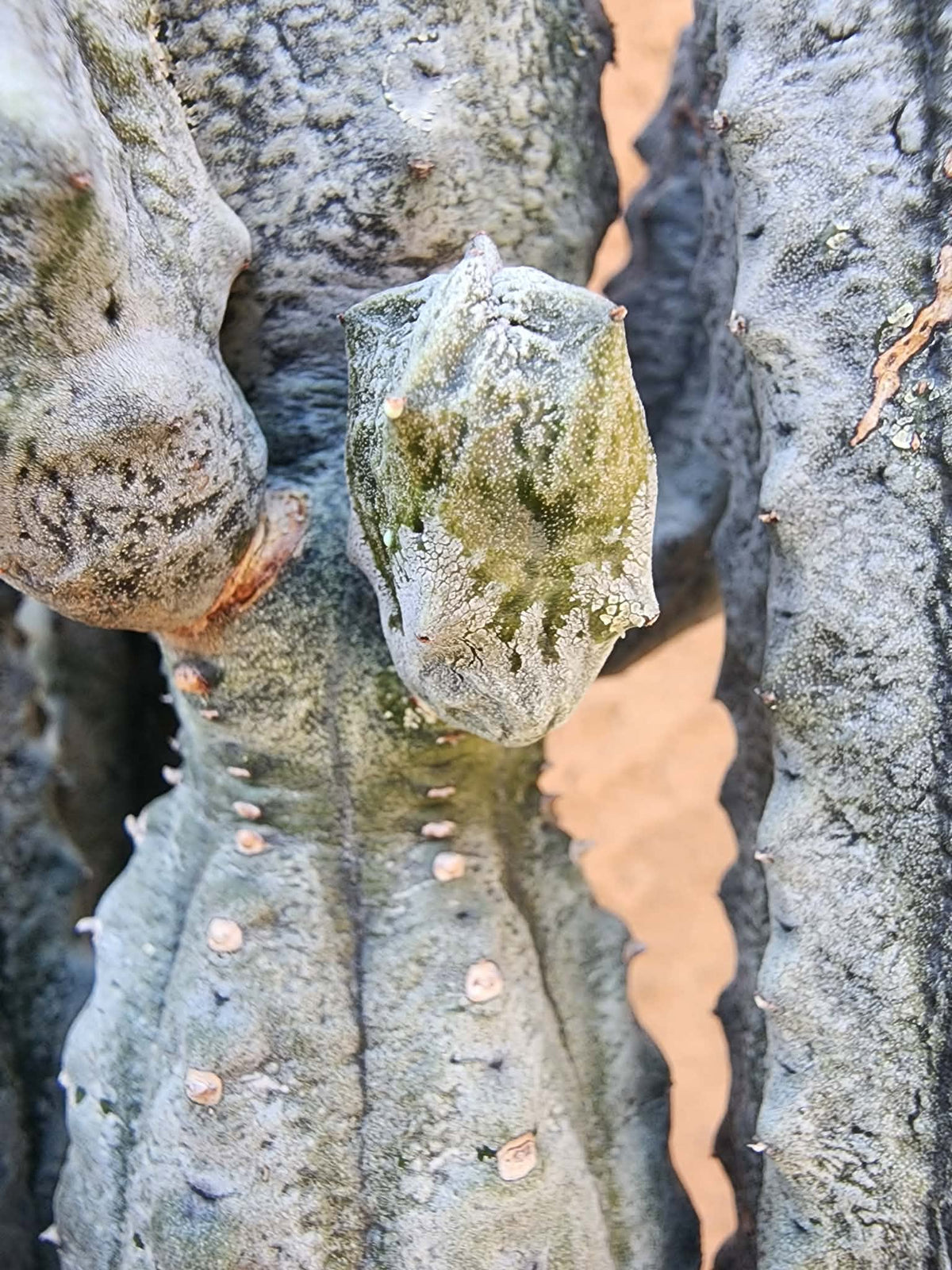 Euphorbia abdelkuri - 10 Arms!