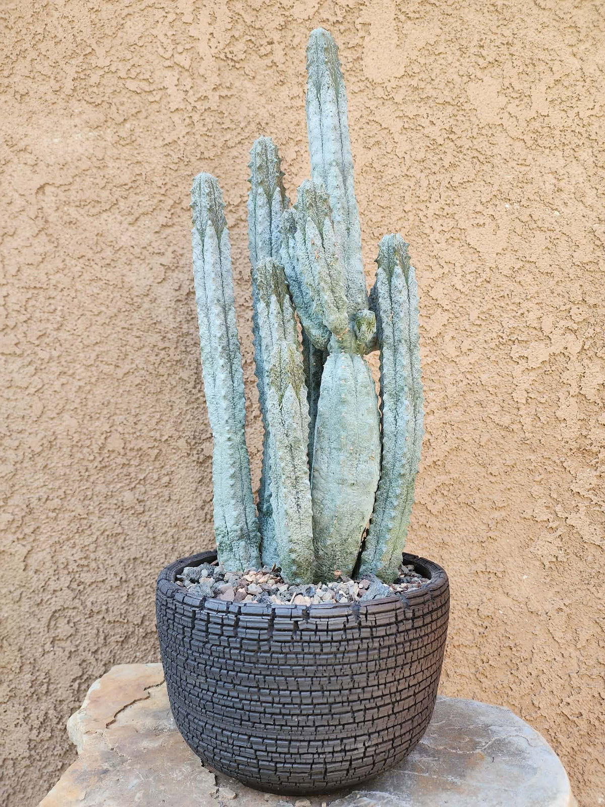 Euphorbia abdelkuri - 10 Arms!