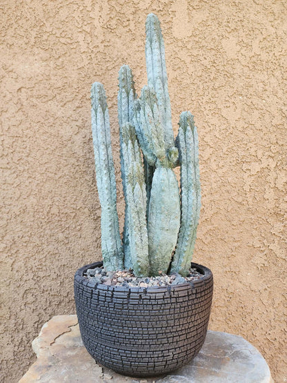 Euphorbia abdelkuri - 10 Arms!