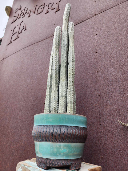 Euphorbia abdelkuri - HUGE! - 9 Arms! 31" Tall!