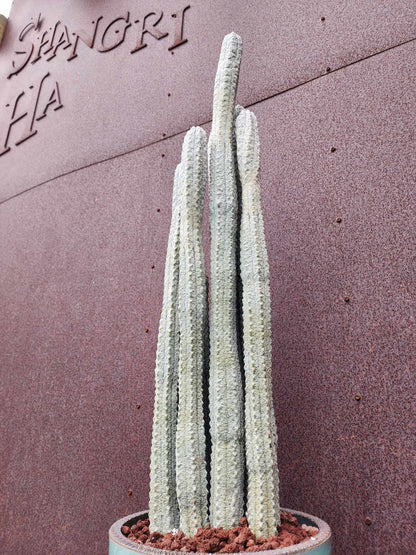 Euphorbia abdelkuri - HUGE! - 9 Arms! 31" Tall!