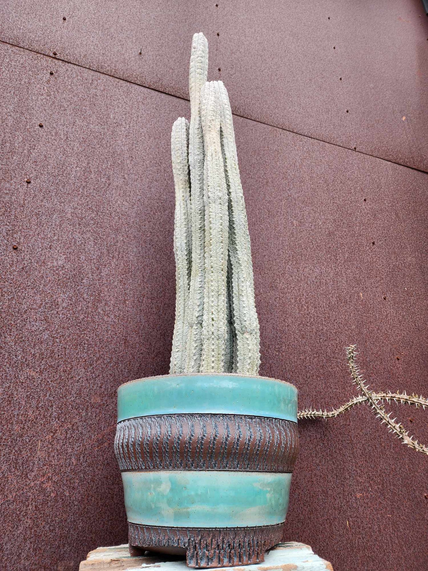 Euphorbia abdelkuri - HUGE! - 9 Arms! 31" Tall!