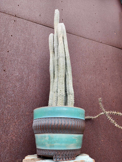 Euphorbia abdelkuri - HUGE! - 9 Arms! 31" Tall!