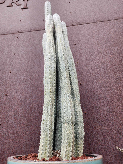 Euphorbia abdelkuri - HUGE! - 9 Arms! 31" Tall!