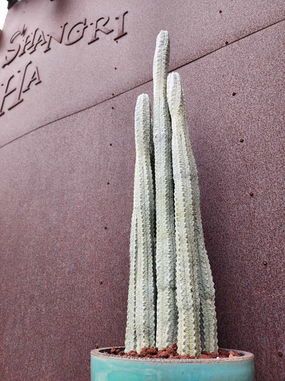 Euphorbia abdelkuri - HUGE! - 9 Arms! 31" Tall!