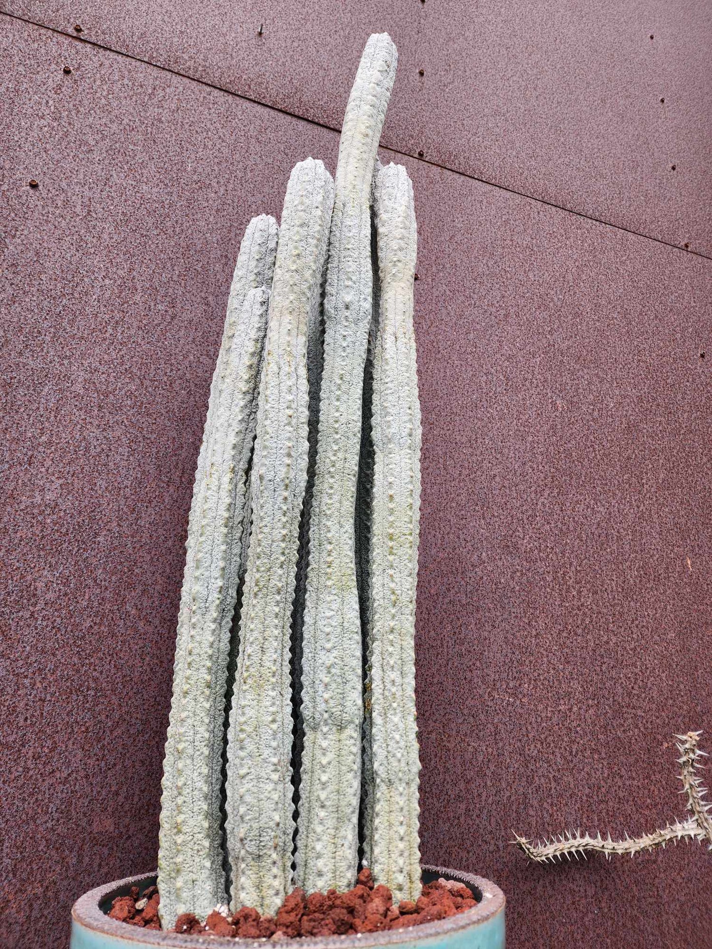 Euphorbia abdelkuri - HUGE! - 9 Arms! 31" Tall!
