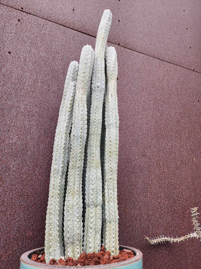 Euphorbia abdelkuri - HUGE! - 9 Arms! 31" Tall!