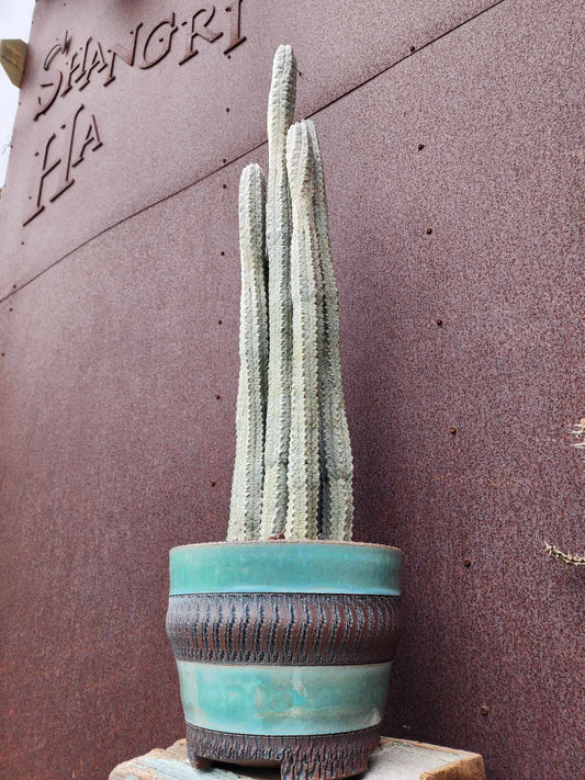 Euphorbia abdelkuri - HUGE! - 9 Arms! 31" Tall!