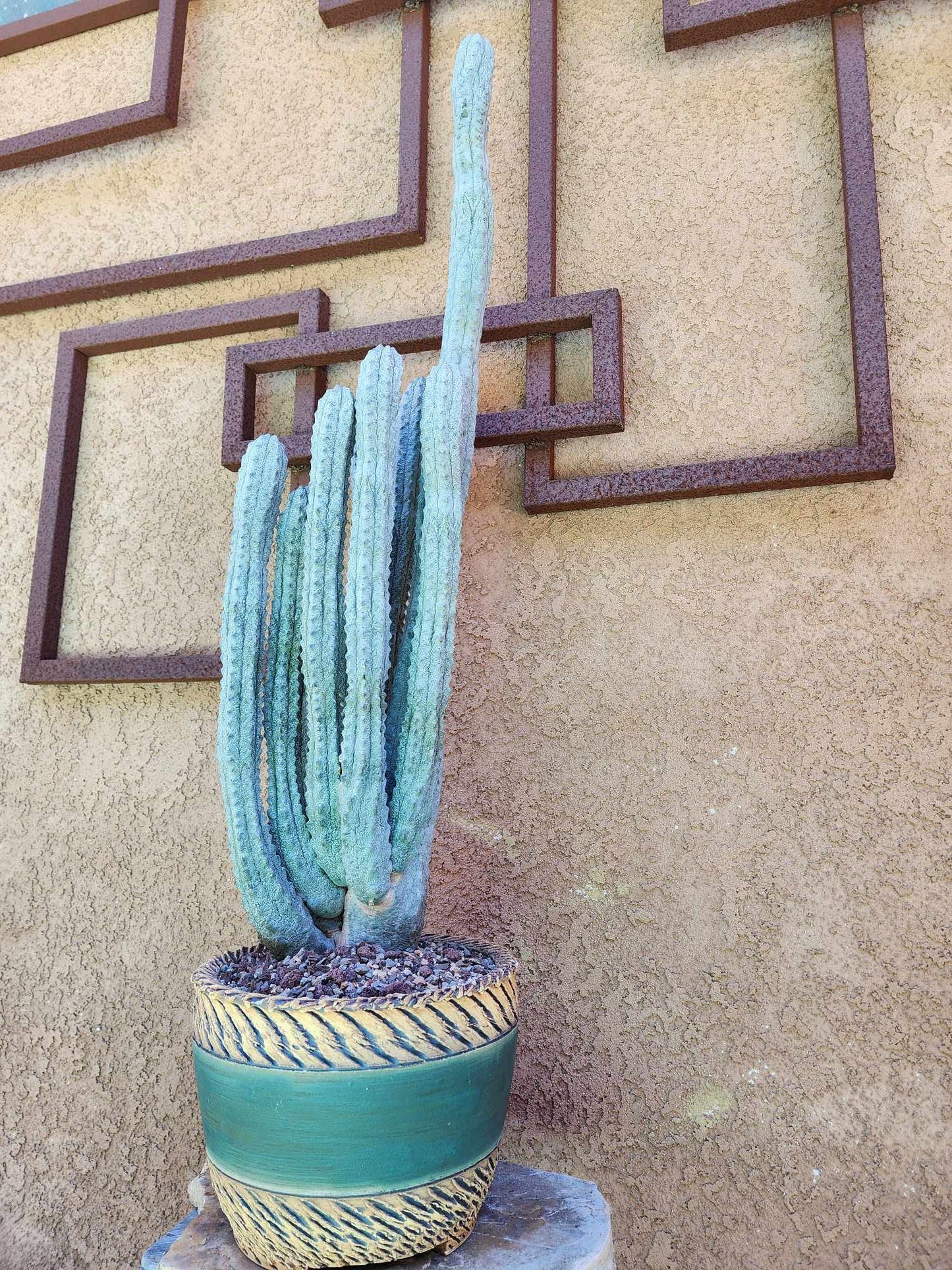 Euphorbia abdelkuri - HUGE! - 9 Arms! 33" Tall! Collector Specimen