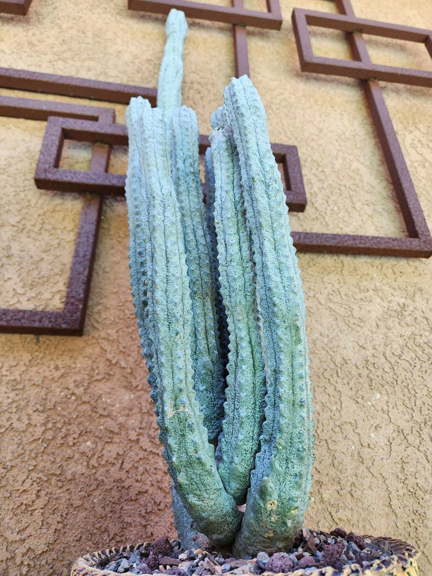Euphorbia abdelkuri - HUGE! - 9 Arms! 33" Tall! Collector Specimen