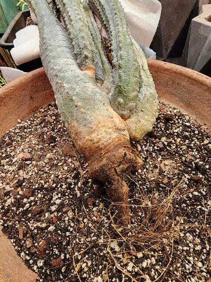 Euphorbia abdelkuri - HUGE! - 9 Arms! 33" Tall! Collector Specimen