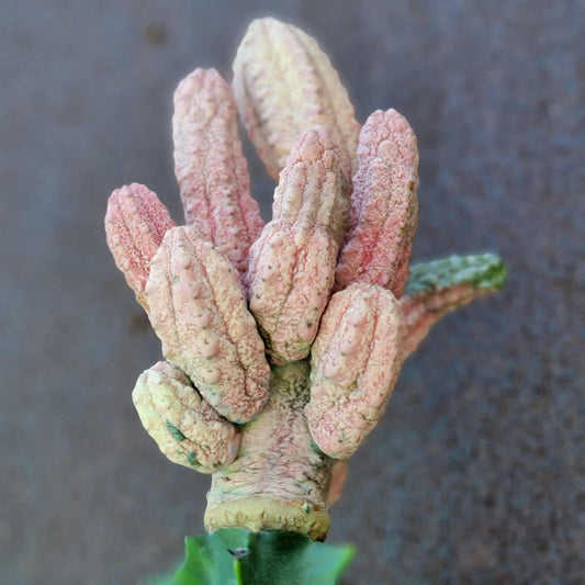 Euphorbia abdelkuri cv. Damask - BIG