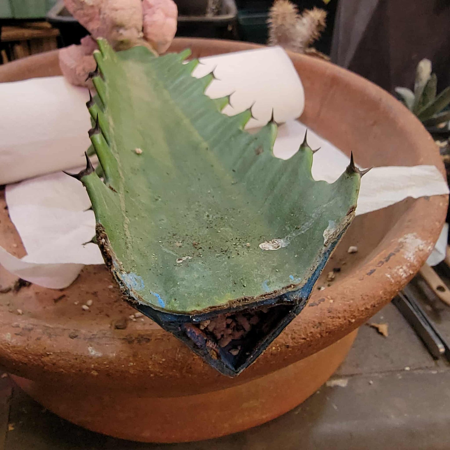 Euphorbia abdelkuri cv. Damask - BIG