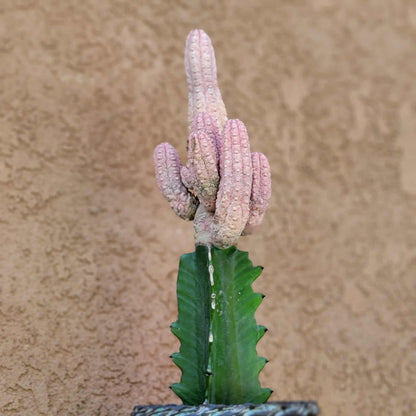 Euphorbia abdelkuri cv. Damask - BIG