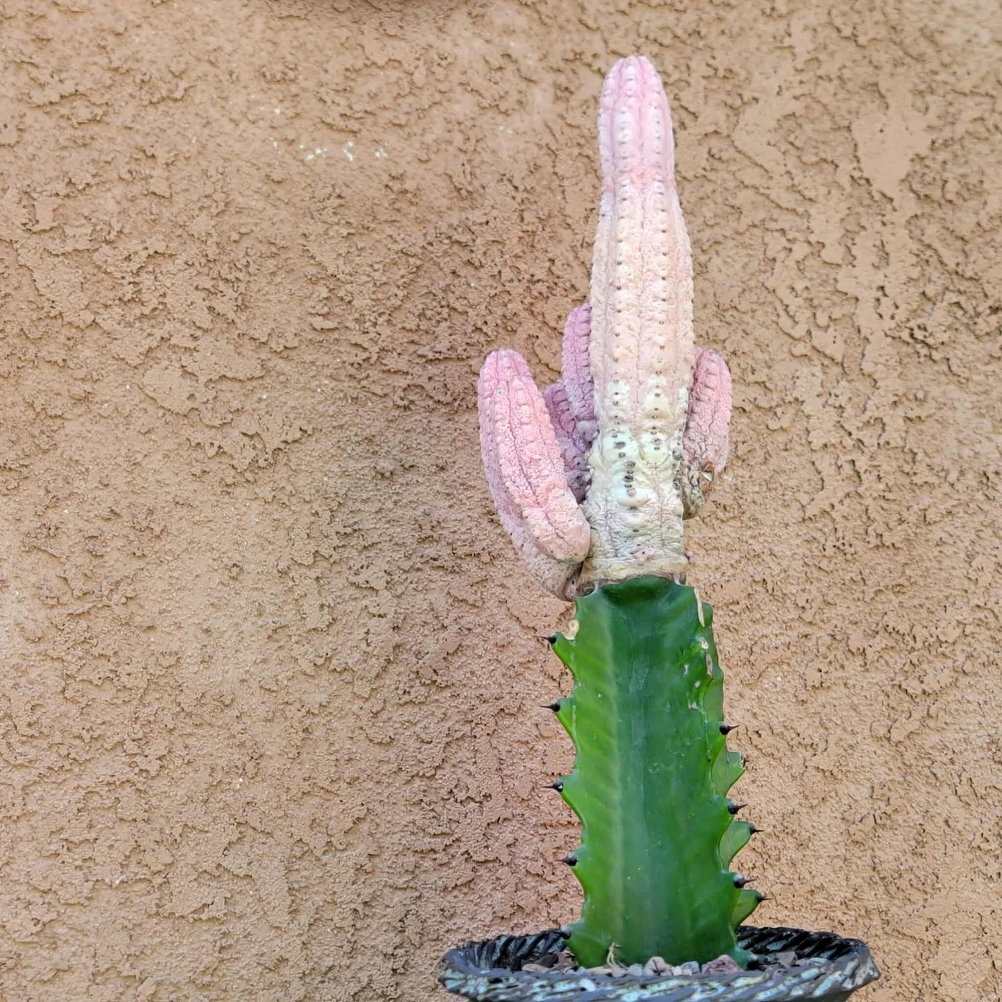 Euphorbia abdelkuri cv. Damask - BIG