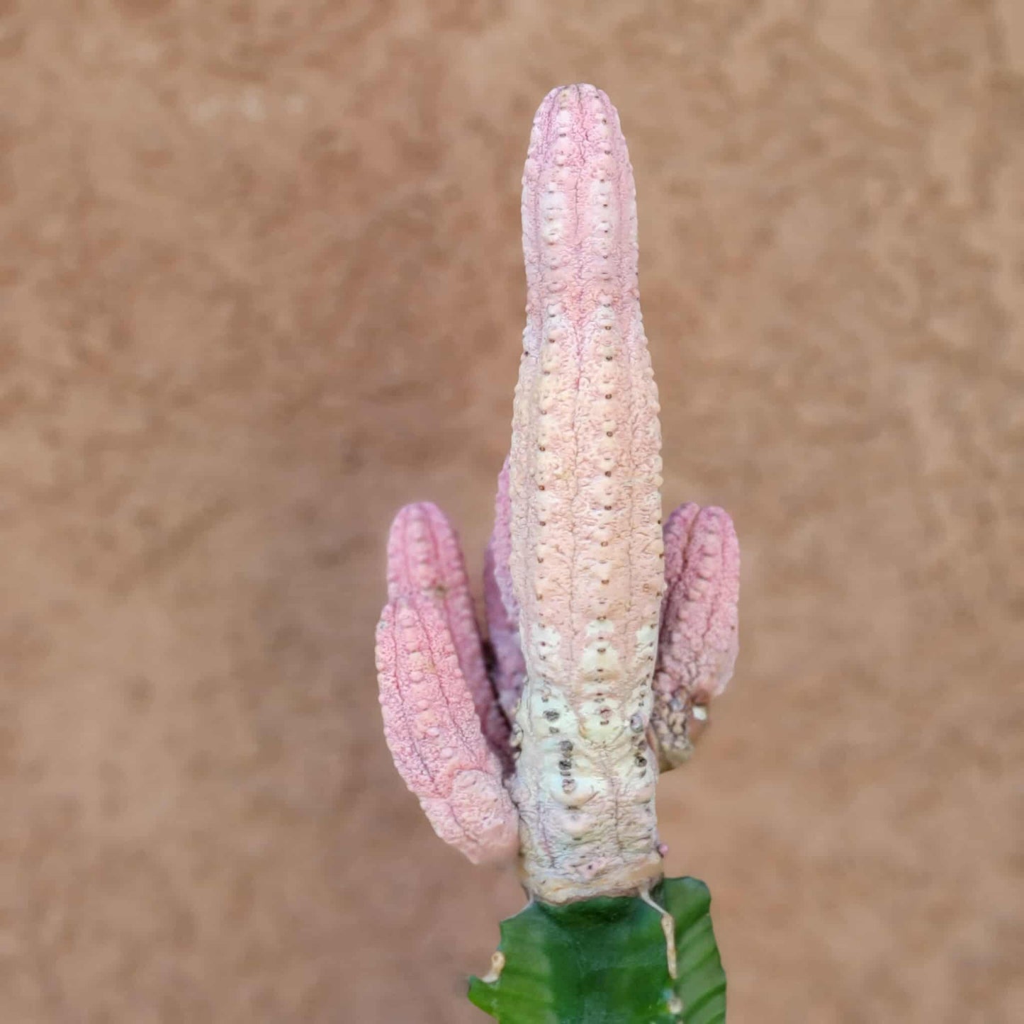 Euphorbia abdelkuri cv. Damask - BIG