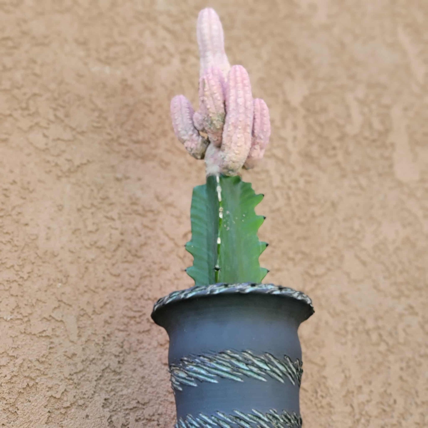 Euphorbia abdelkuri cv. Damask - BIG