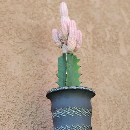 Euphorbia abdelkuri cv. Damask - BIG