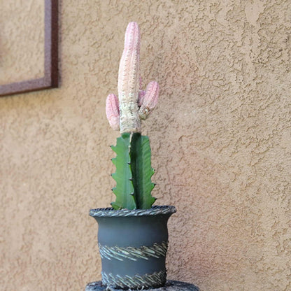 Euphorbia abdelkuri cv. Damask - BIG