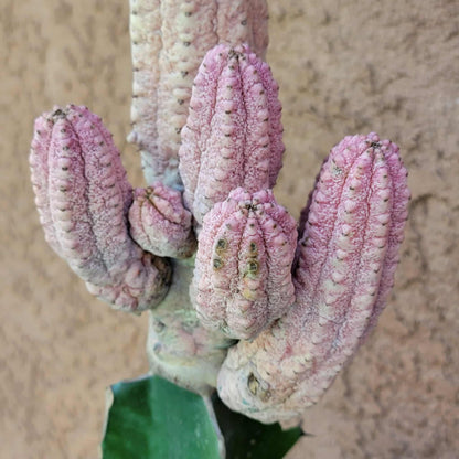 Euphorbia abdelkuri cv. Damask - BIG