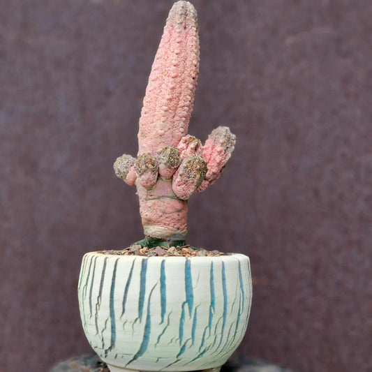 Euphorbia abdelkuri cv. Damask