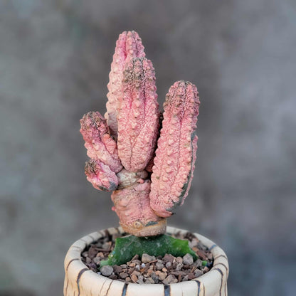 Euphorbia abdelkuri cv. Damask