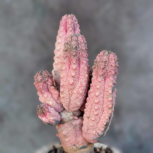 Euphorbia abdelkuri cv. Damask