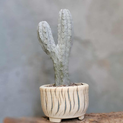 Euphorbia abdelkuri monstrous