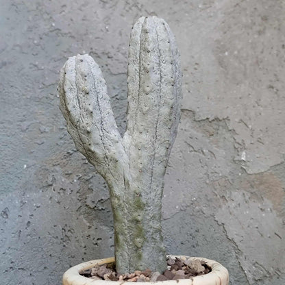 Euphorbia abdelkuri monstrous