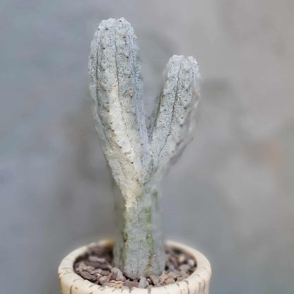 Euphorbia abdelkuri monstrous
