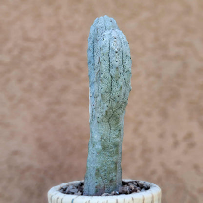 Euphorbia abdelkuri monstrous