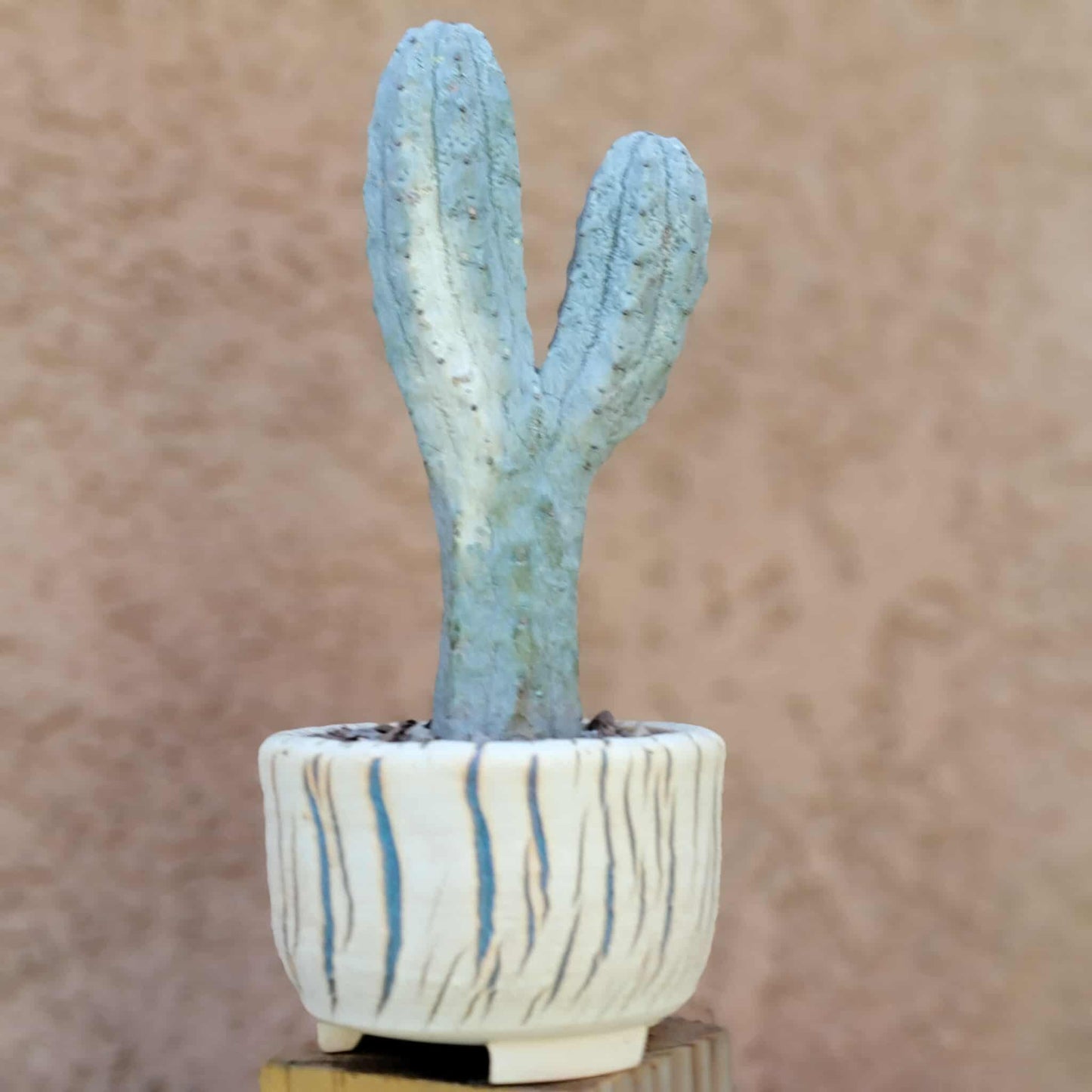 Euphorbia abdelkuri monstrous