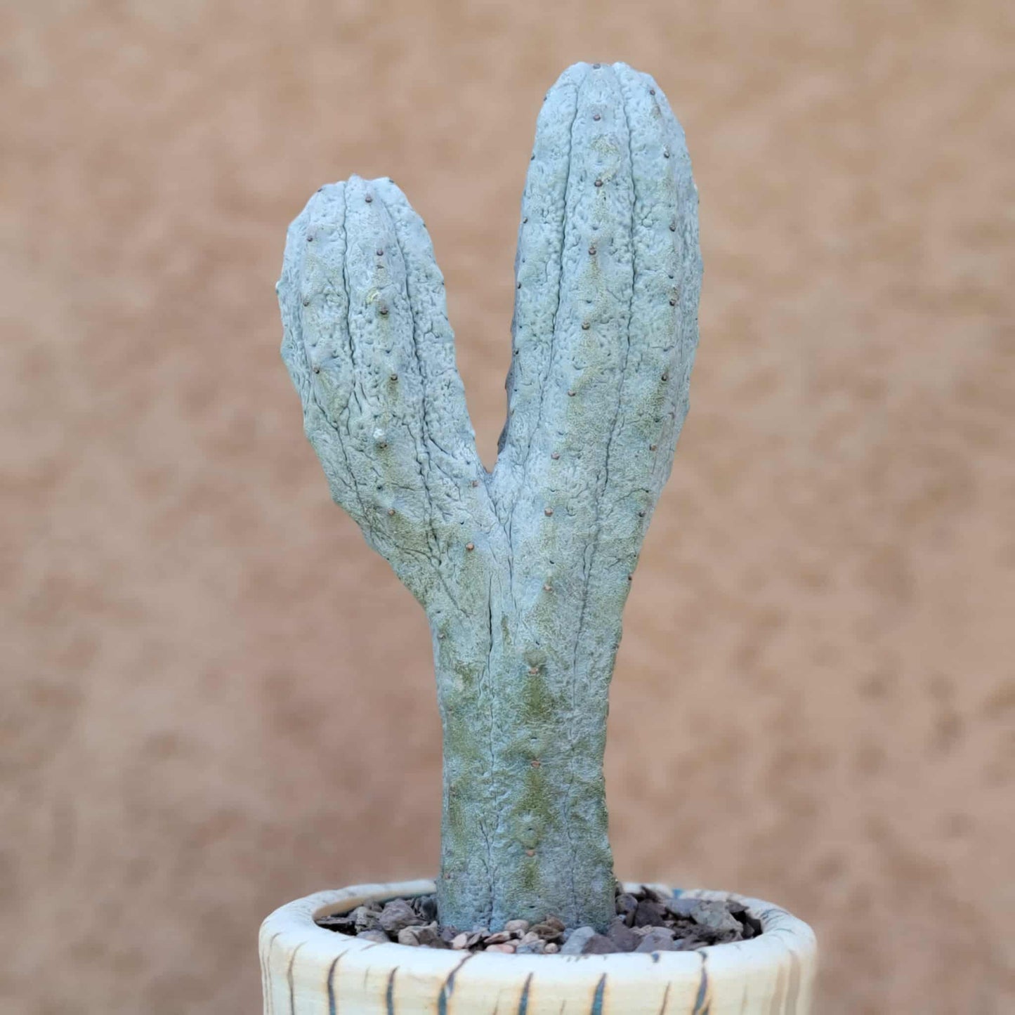 Euphorbia abdelkuri monstrous