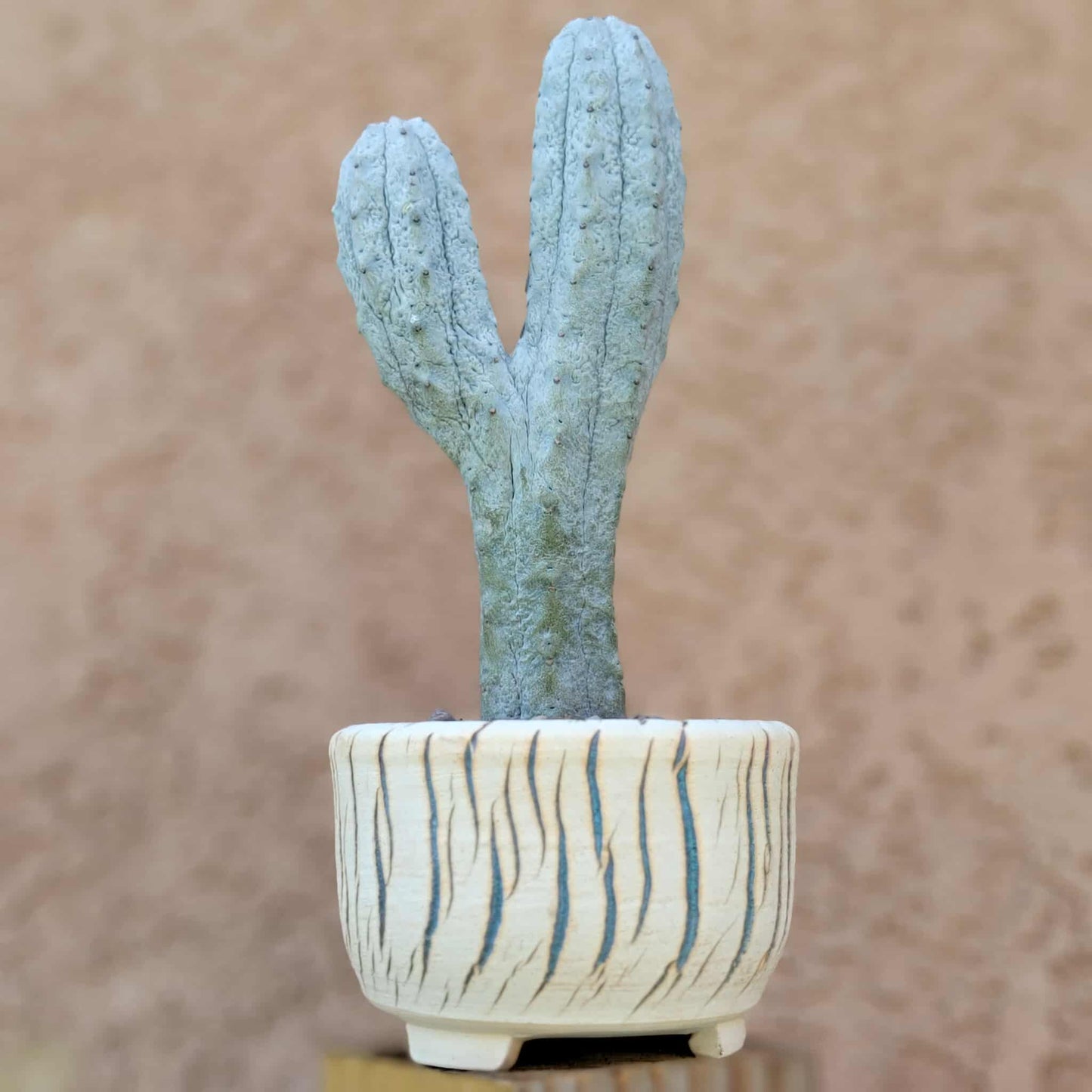 Euphorbia abdelkuri monstrous