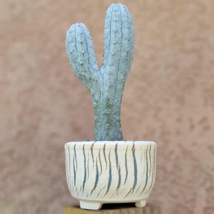Euphorbia abdelkuri monstrous