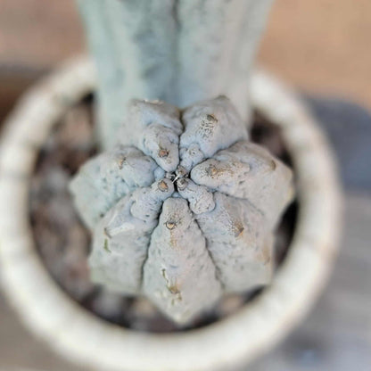 Euphorbia abdelkuri monstrous