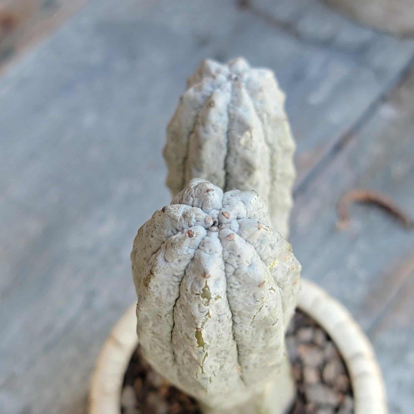 Euphorbia abdelkuri monstrous