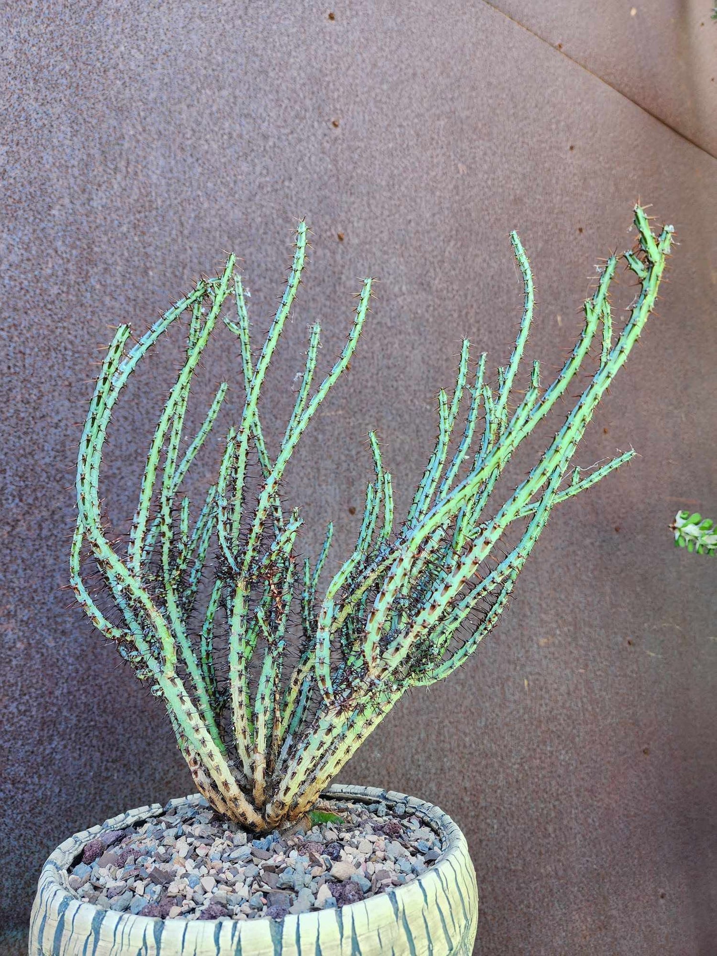 Euphorbia aeruginosa - Miniature Saguaro