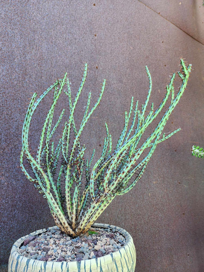 Euphorbia aeruginosa - Miniature Saguaro