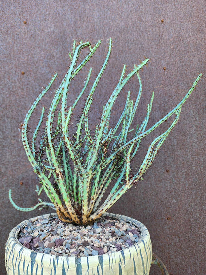 Euphorbia aeruginosa - Miniature Saguaro