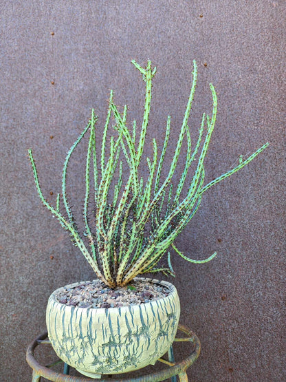 Euphorbia aeruginosa - Miniature Saguaro