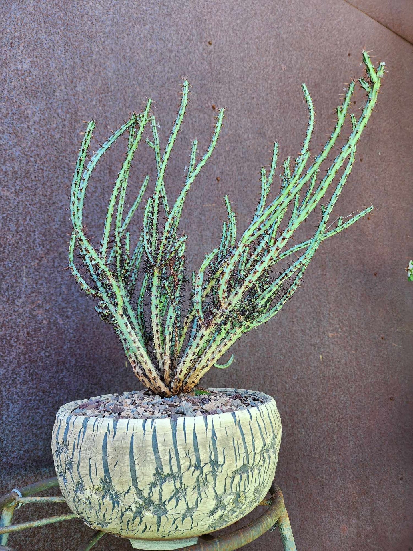Euphorbia aeruginosa - Miniature Saguaro