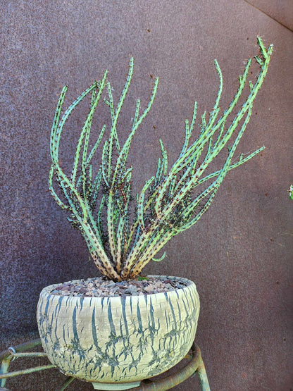 Euphorbia aeruginosa - Miniature Saguaro