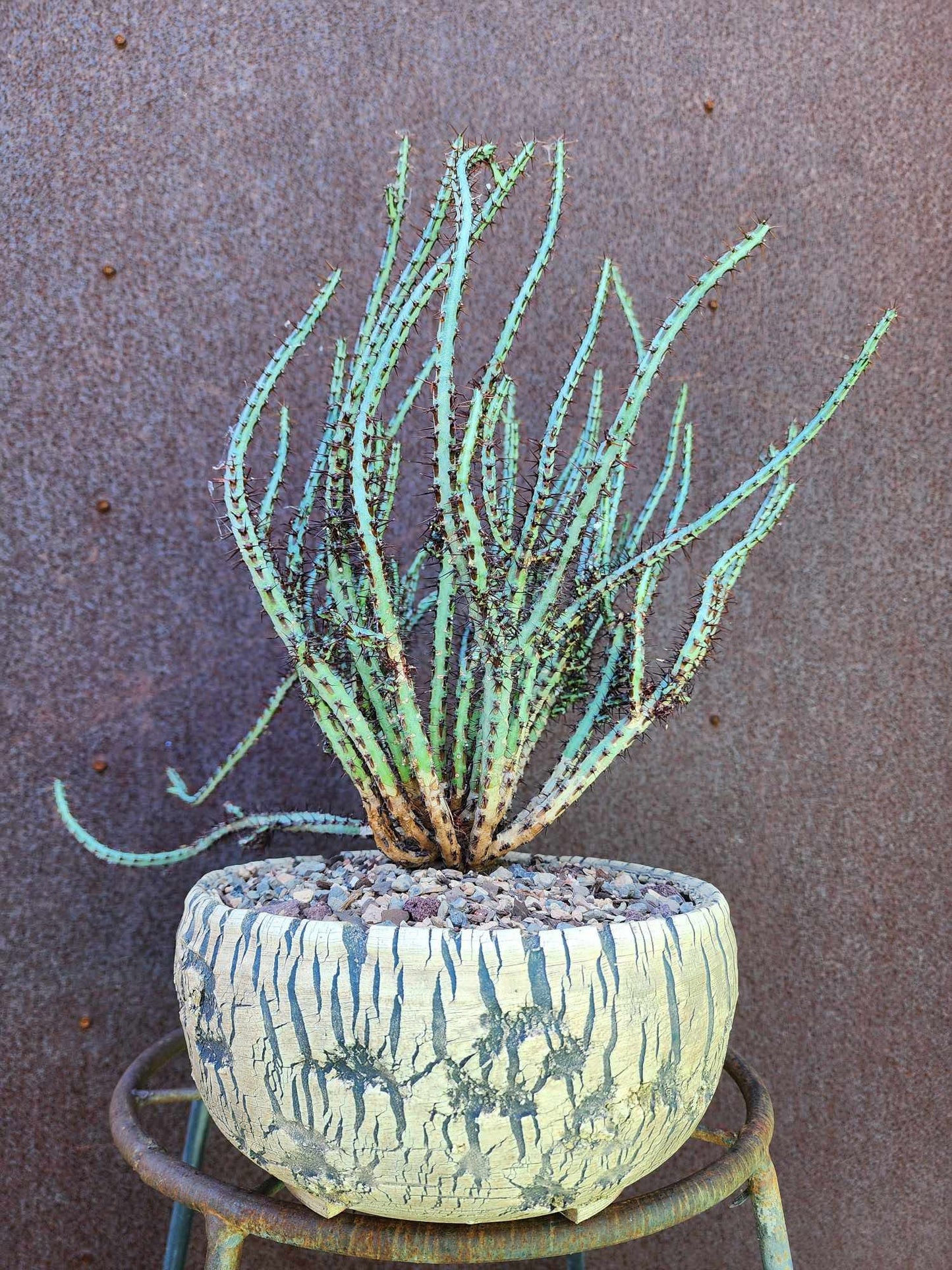 Euphorbia aeruginosa - Miniature Saguaro