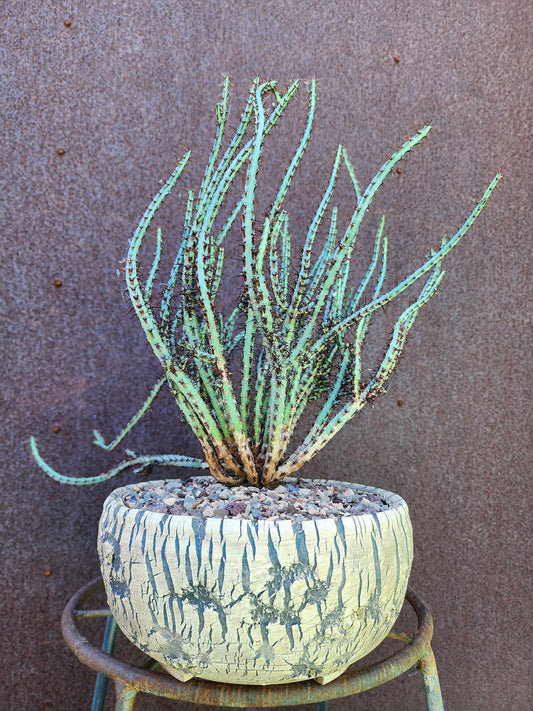 Euphorbia aeruginosa - Miniature Saguaro
