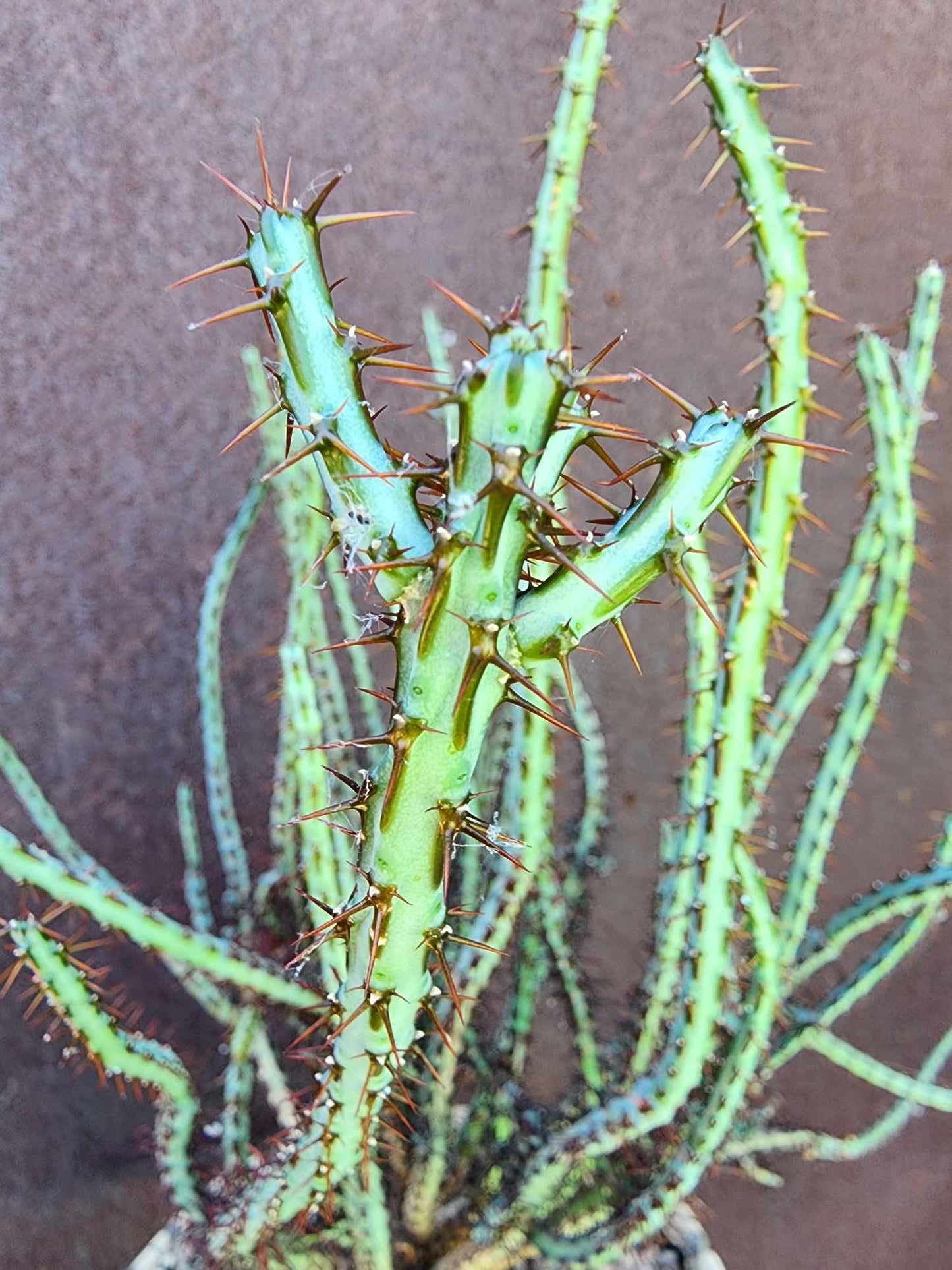 Euphorbia aeruginosa - Miniature Saguaro