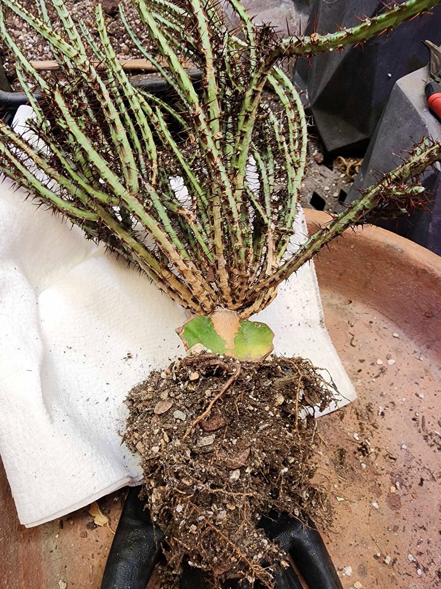 Euphorbia aeruginosa - Miniature Saguaro